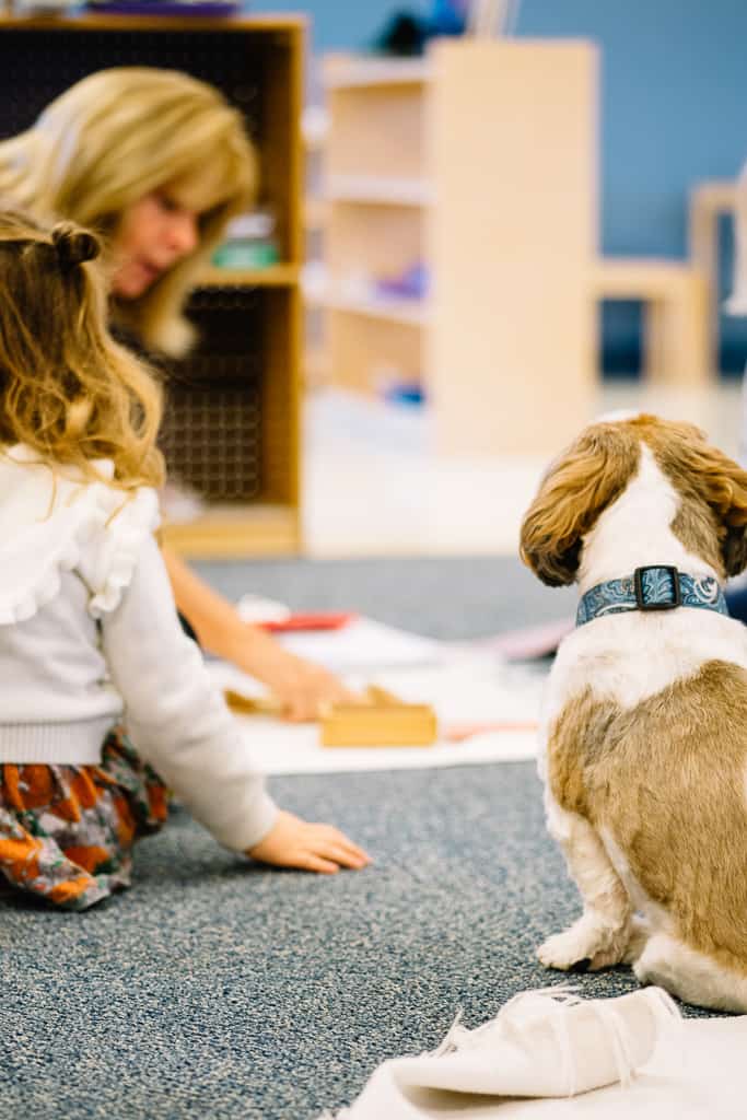 montessori teacher presents a work while class dog watches